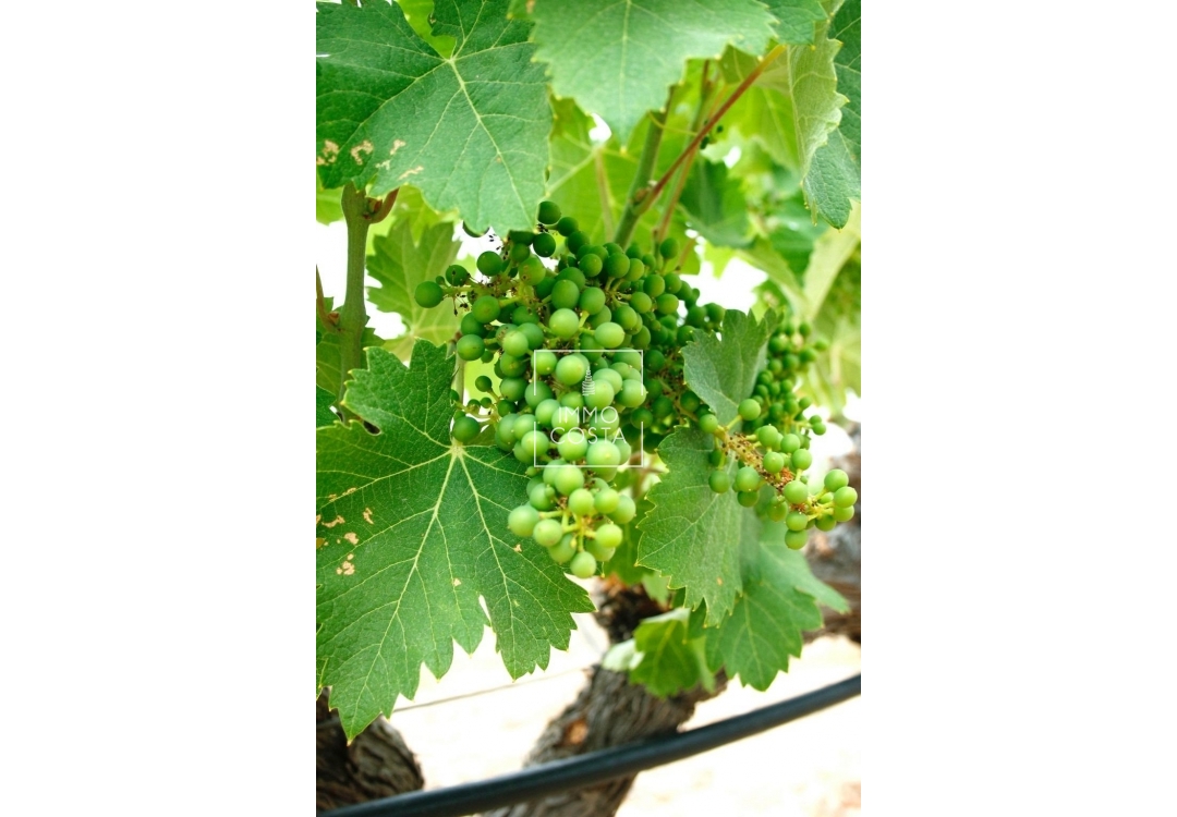 Nowy budynek - Villa - Yecla