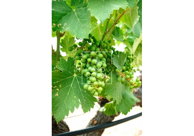 Nowy budynek - Villa - Yecla