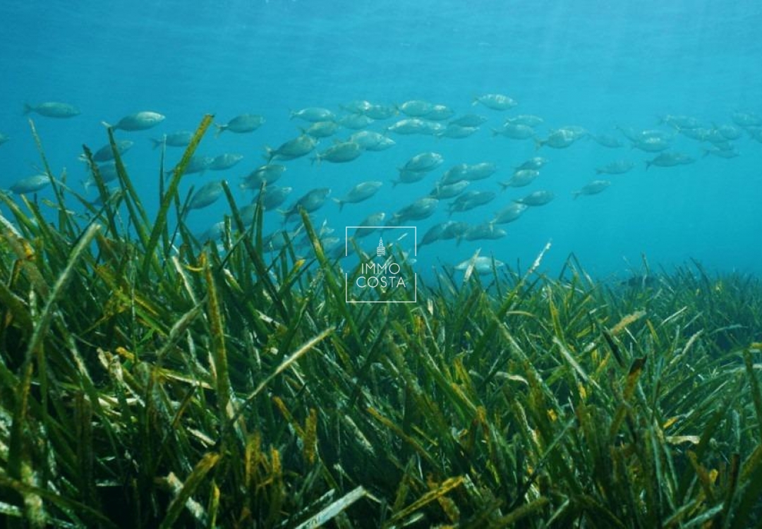 Nouvelle construction - Villa - Benissa - Racó Del Galeno